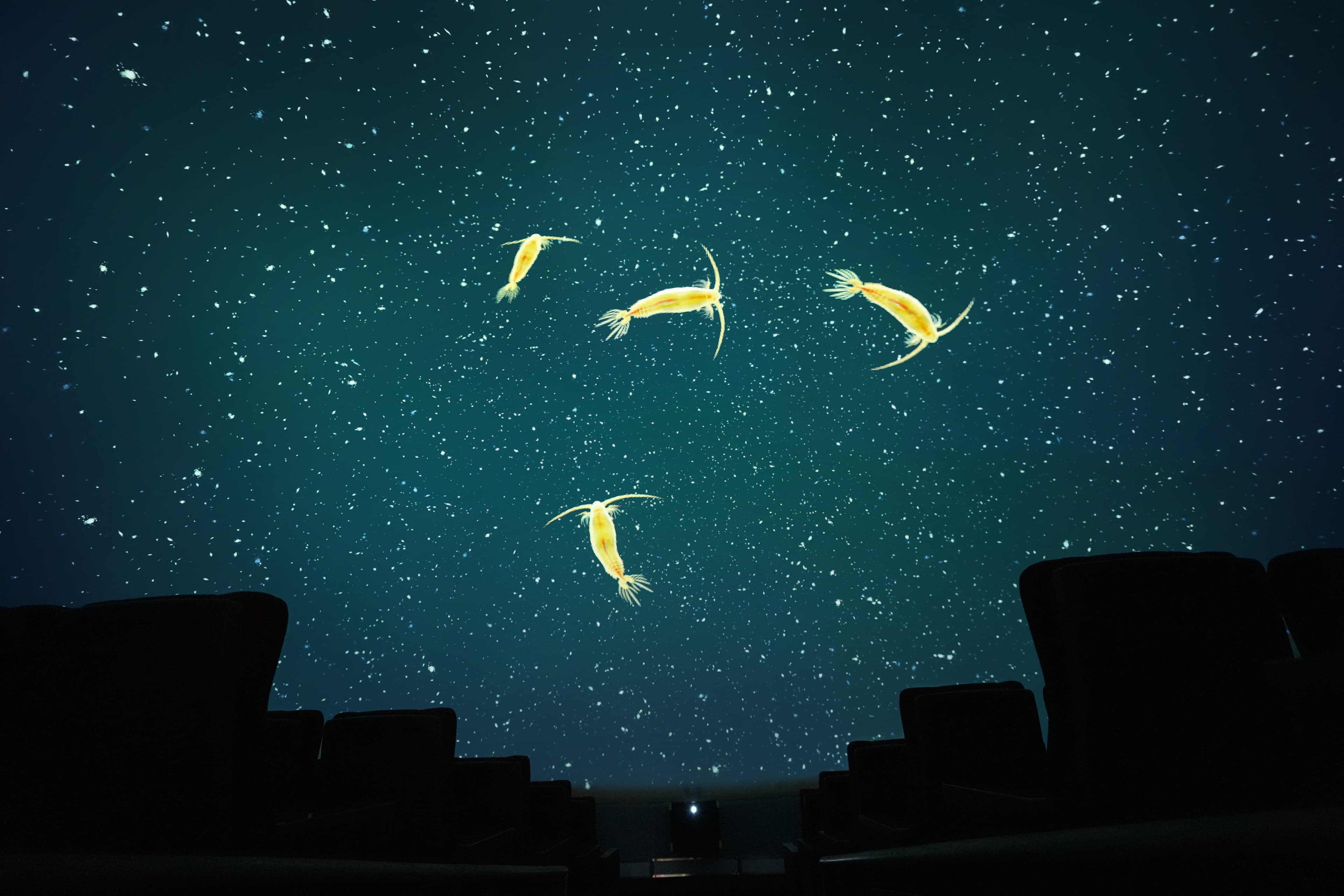Surreal visual of shrimp in the sky, showcasing a Screenberry-powered fulldome projection at the Muju Firefly Astronomical Observatory